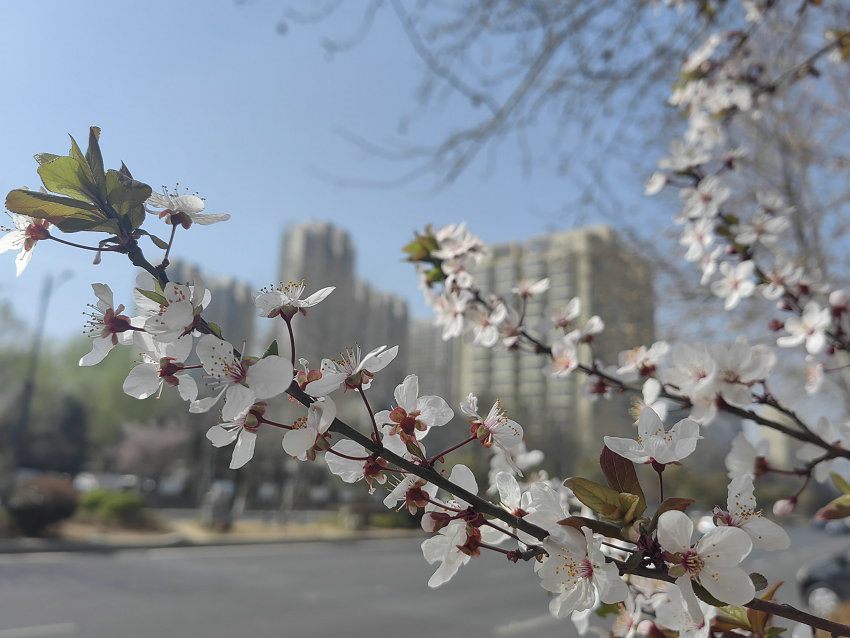 image001_副本 image001_副本