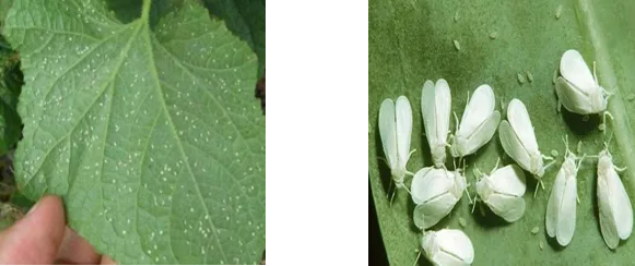 QQ截图20250925095620